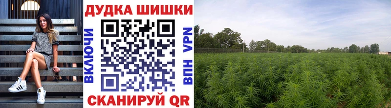 как найти наркотики  Усть-Катав  Шишки марихуана White Widow 